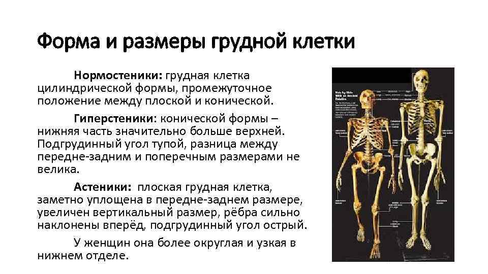 Форма и размеры грудной клетки Нормостеники: грудная клетка цилиндрической формы, промежуточное положение между плоской