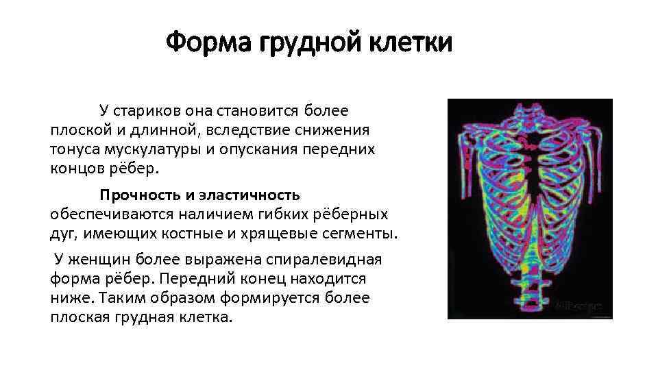 Форма грудной клетки У стариков она становится более плоской и длинной, вследствие снижения тонуса