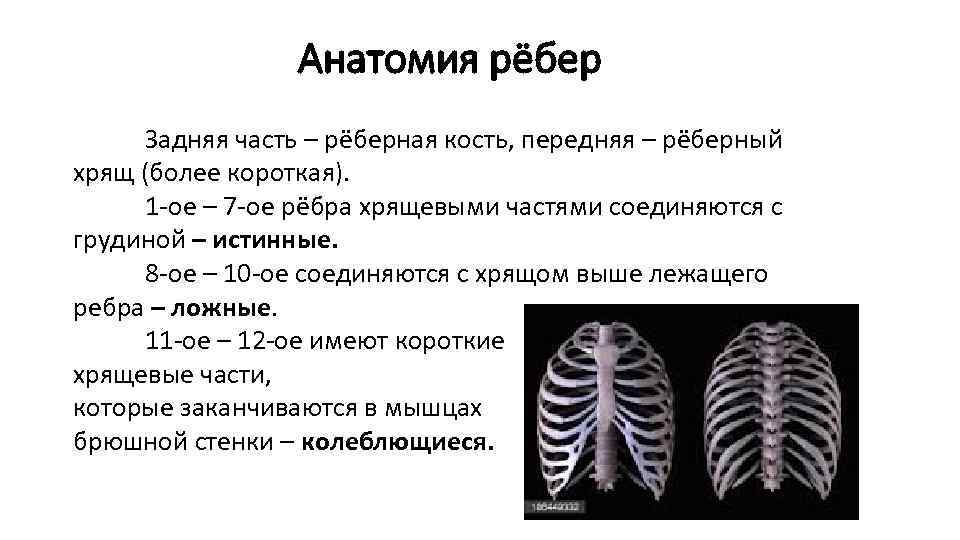 Анатомия рёбер Задняя часть – рёберная кость, передняя – рёберный хрящ (более короткая). 1