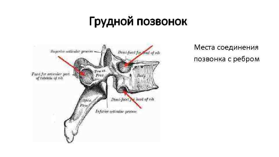Грудной позвонок Места соединения позвонка с ребром 