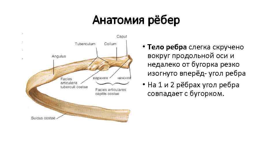 Резекция ребра презентация