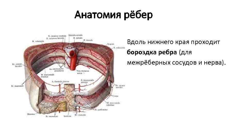 Ребра фото анатомия