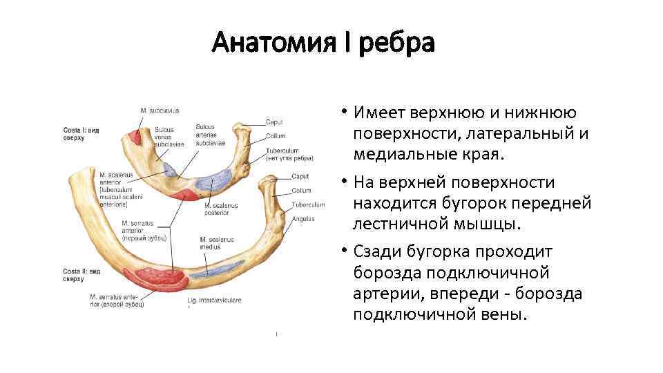 Анатомия I ребра • Имеет верхнюю и нижнюю поверхности, латеральный и медиальные края. •
