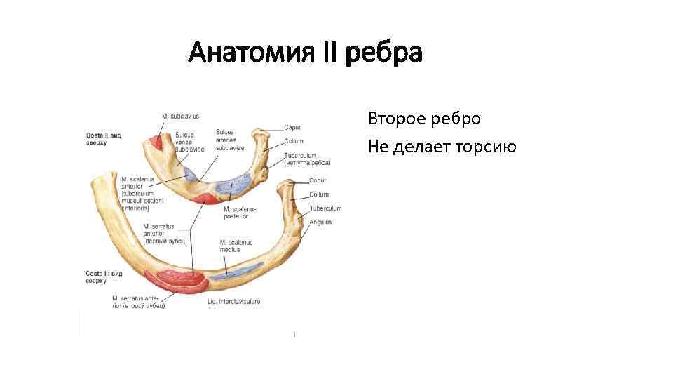 Ребра анатомия