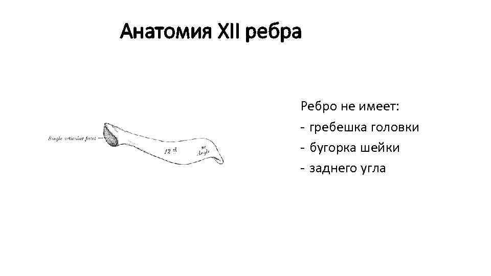 Анатомия XII ребра Ребро не имеет: - гребешка головки - бугорка шейки - заднего