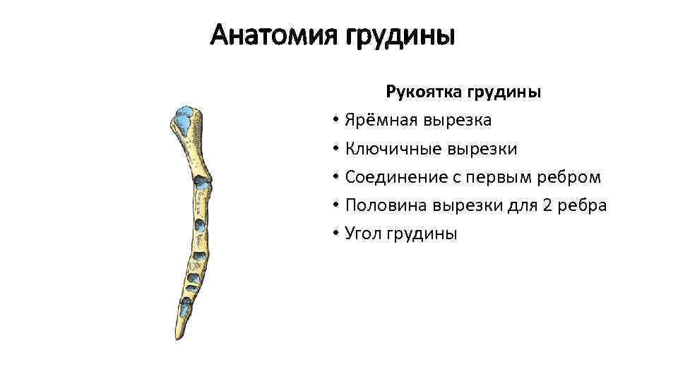 Анатомия грудины Рукоятка грудины • Ярёмная вырезка • Ключичные вырезки • Соединение с первым