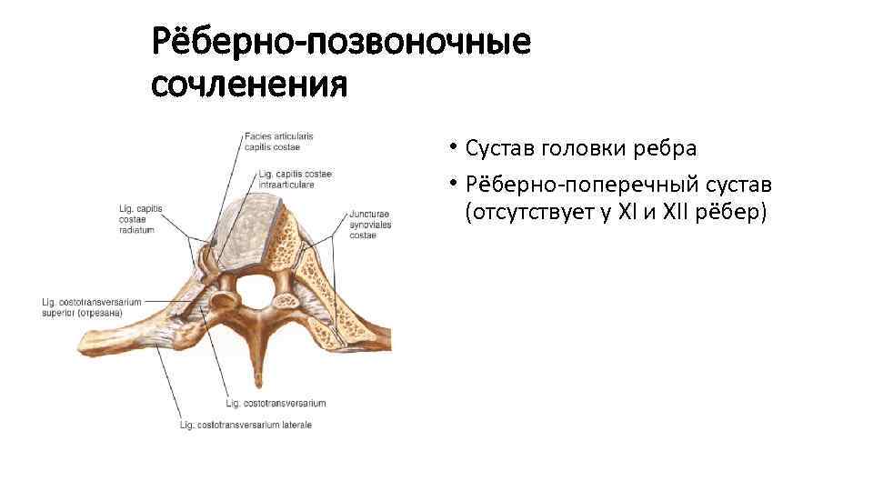 Рёберно-позвоночные сочленения • Сустав головки ребра • Рёберно-поперечный сустав (отсутствует у XI и XII