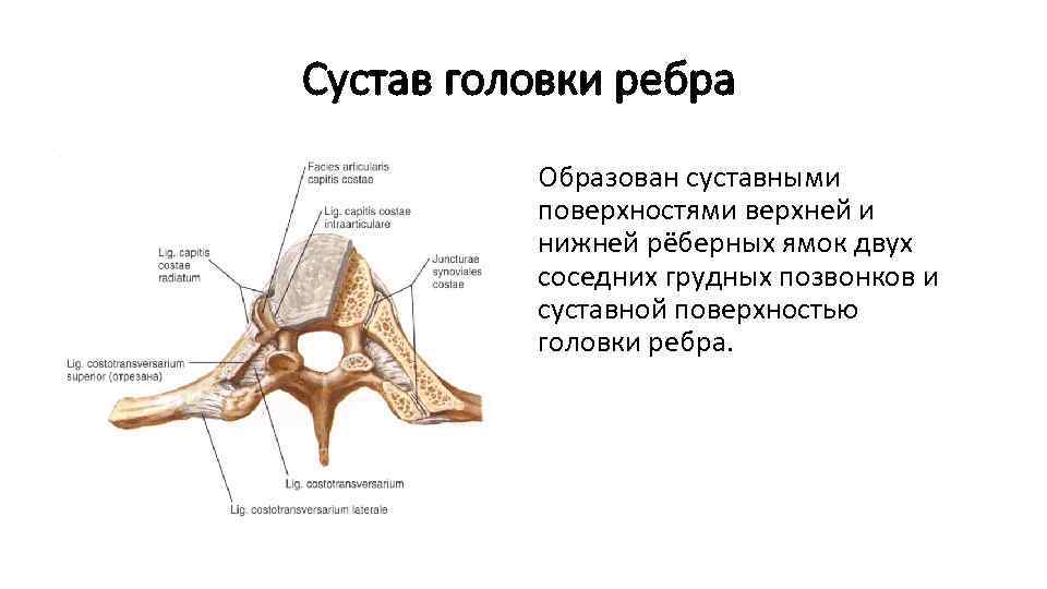 Суставные поверхности конгруэнтны