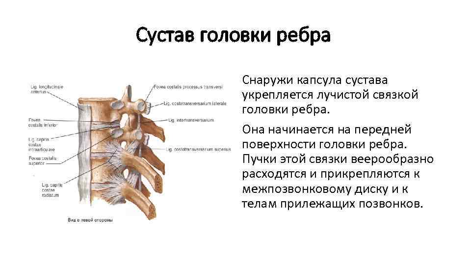 Неподвижные соединения ребер. Суставные поверхности головки ребра. Лучистая связка головки ребра. Связки ребер анатомия. Реберно Позвоночный сустав.