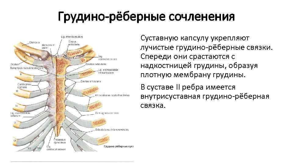 Грудино-рёберные сочленения Суставную капсулу укрепляют лучистые грудино-рёберные связки. Спереди они срастаются с надкостницей грудины,