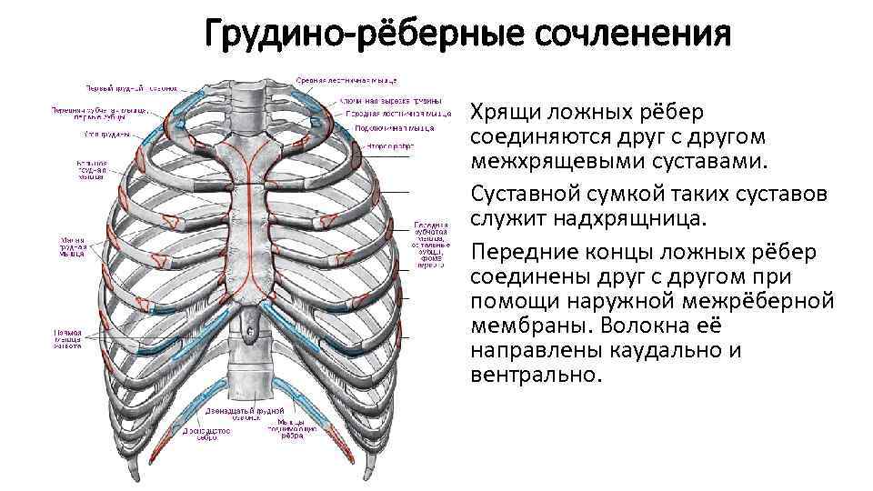 Грудино-рёберные сочленения Хрящи ложных рёбер соединяются друг с другом межхрящевыми суставами. Суставной сумкой таких