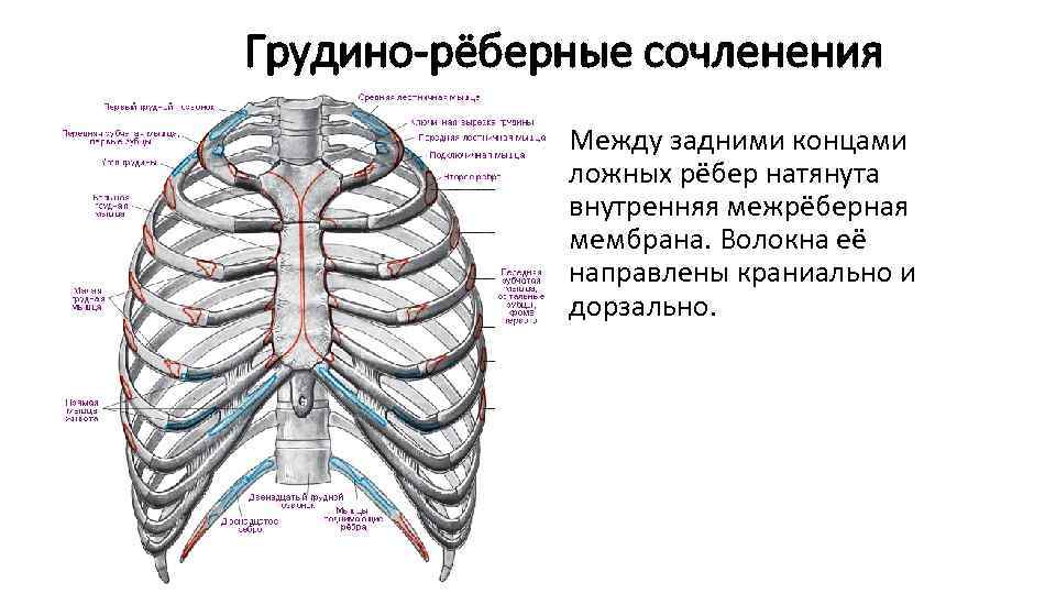 Грудино-рёберные сочленения Между задними концами ложных рёбер натянута внутренняя межрёберная мембрана. Волокна её направлены