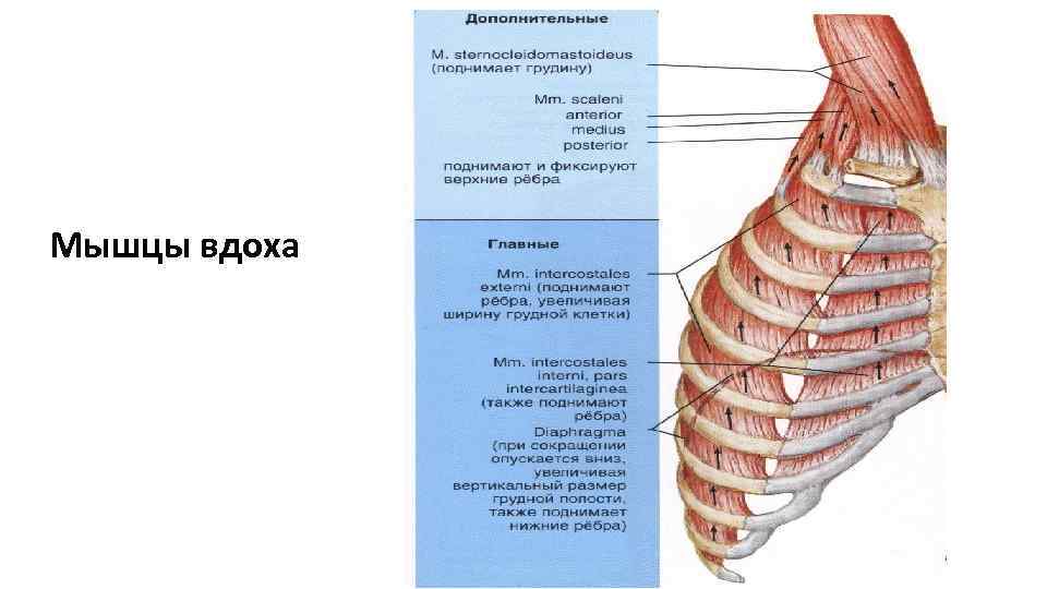 Мышцы вдоха 