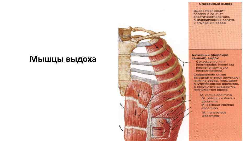 Мышцы выдоха 