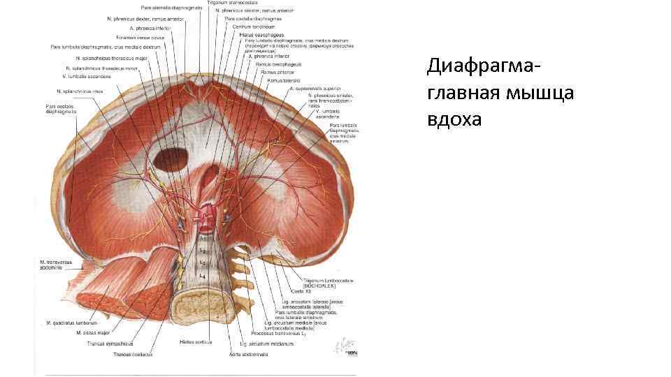Диафрагмаглавная мышца вдоха 
