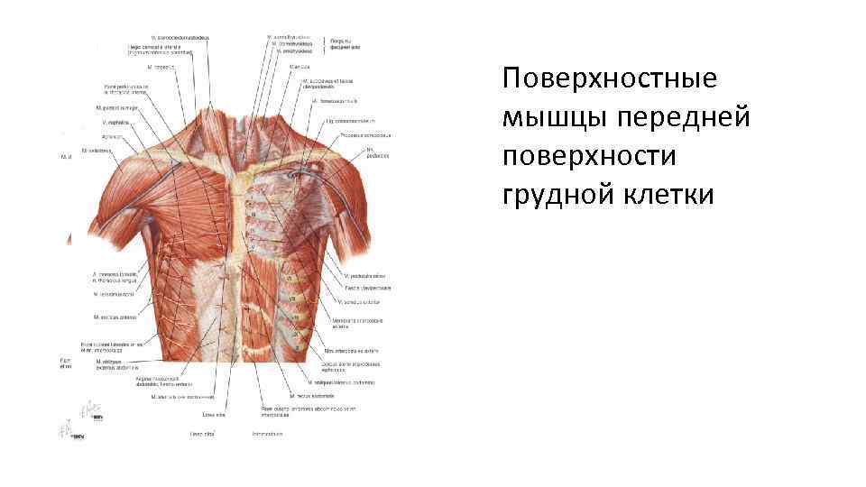 Поверхностные мышцы передней поверхности грудной клетки 