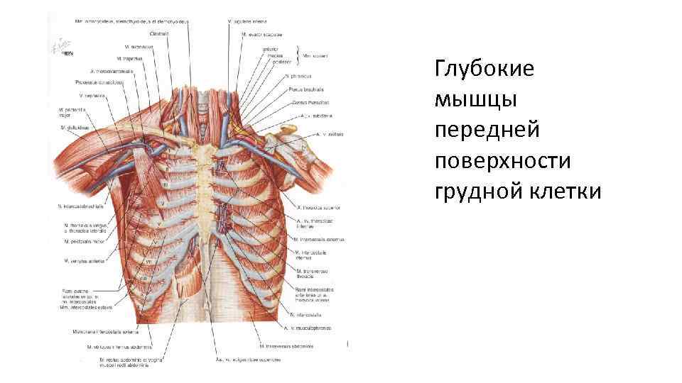 Глубокие мышцы передней поверхности грудной клетки 