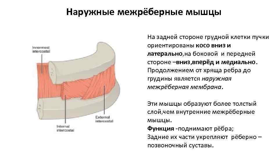 Межреберная невралгия карта вызова