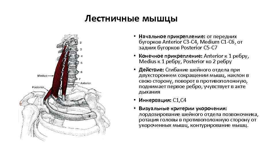 Лестничная мышца шеи фото