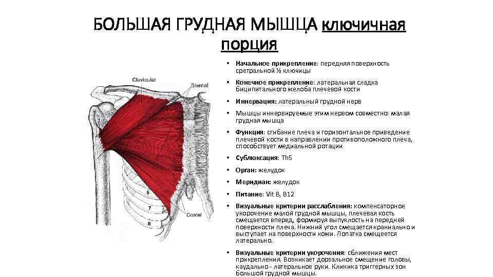 БОЛЬШАЯ ГРУДНАЯ МЫШЦА ключичная порция • Начальное прикрепление: передняя поверхность сретральной ½ ключицы •
