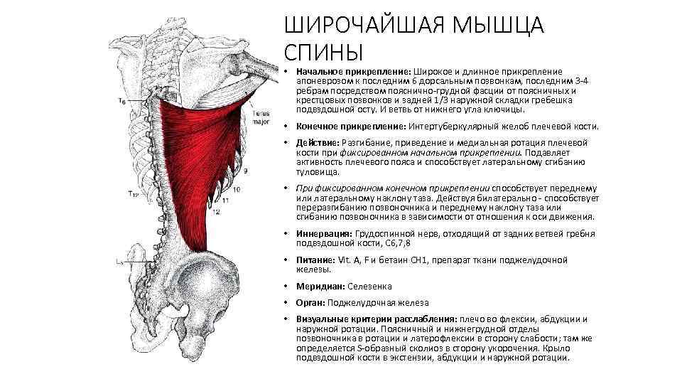 ШИРОЧАЙШАЯ МЫШЦА СПИНЫ • Начальное прикрепление: Широкое и длинное прикрепление апоневрозом к последним 6