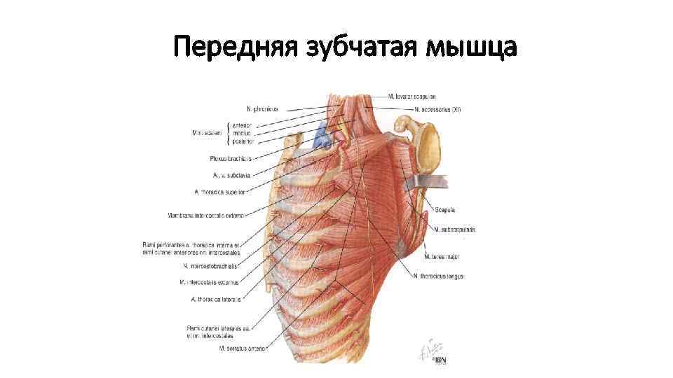Передняя зубчатая мышца 