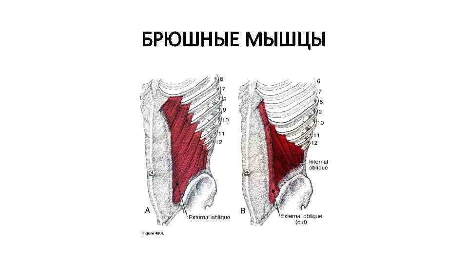БРЮШНЫЕ МЫШЦЫ 