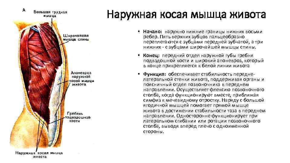 Наружная косая мышца живота • Начало: наружно нижние границы нижних восьми ребер. Пять верхних