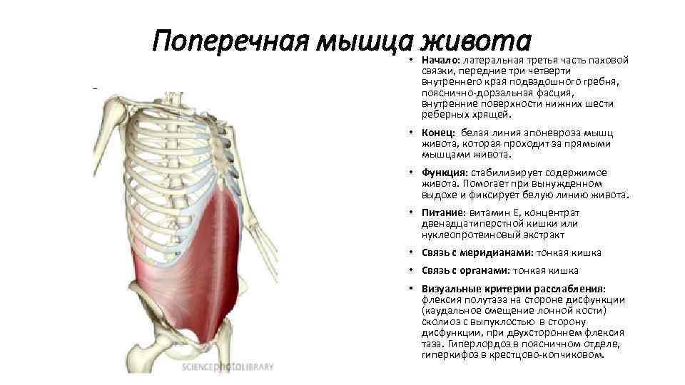 Поперечная мышца живота • Начало: латеральная третья часть паховой связки, передние три четверти внутреннего