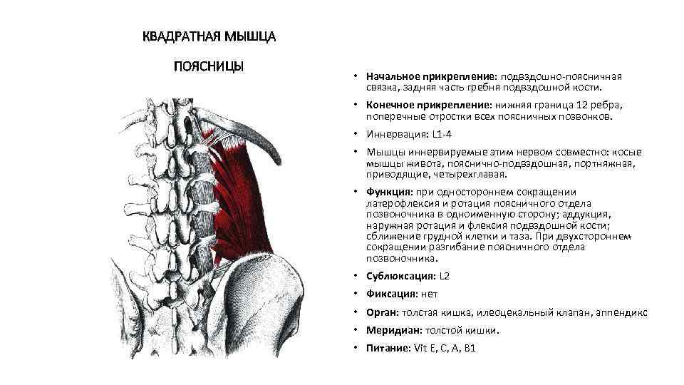 КВАДРАТНАЯ МЫШЦА ПОЯСНИЦЫ • Начальное прикрепление: подвздошно-поясничная связка, задняя часть гребня подвздошной кости. •