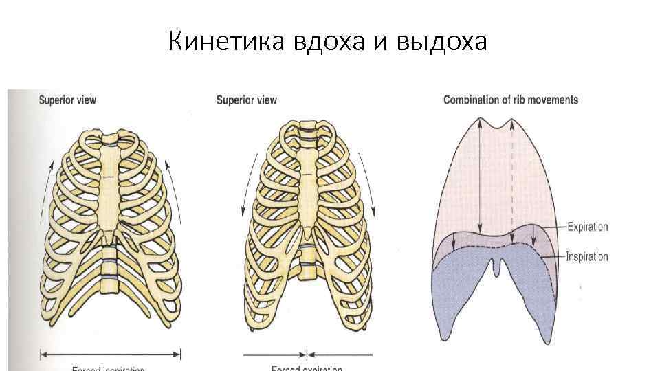 Кинетика вдоха и выдоха 
