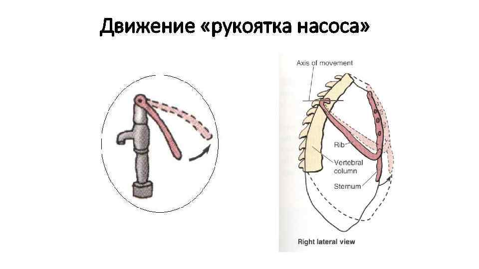 Движение «рукоятка насоса» 