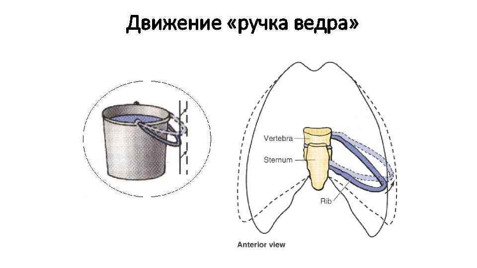 Движение «ручка ведра» 