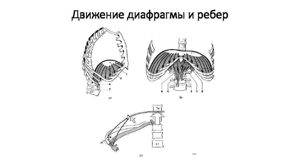 Движение диафрагмы и ребер 