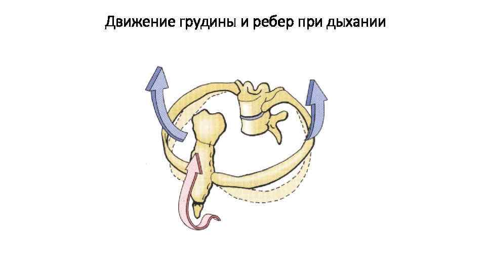 Движение грудины и ребер при дыхании 