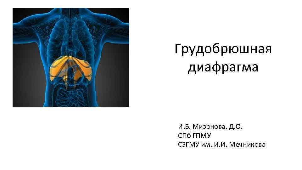 Грудобрюшная диафрагма И. Б. Мизонова, Д. О. СПб ГПМУ СЗГМУ им. И. И. Мечникова