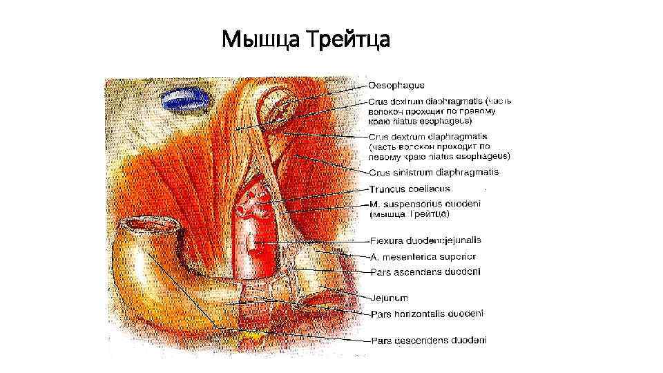 Мышца Трейтца 