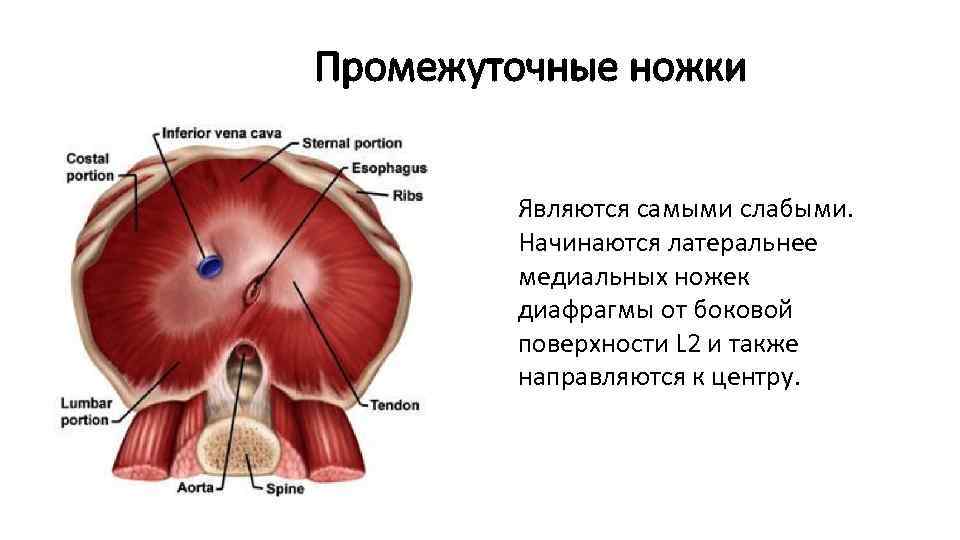 Грудобрюшная диафрагма анатомия