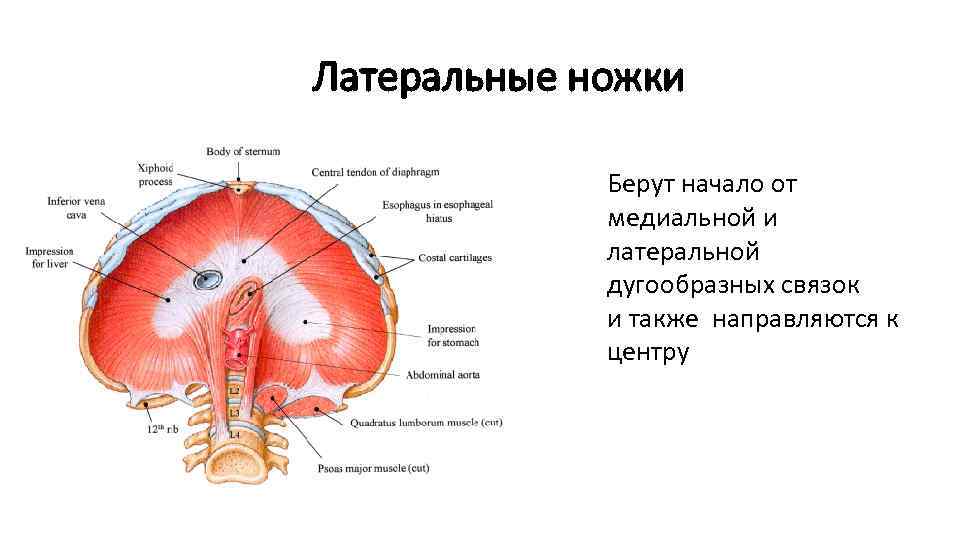 Грудобрюшная диафрагма фото