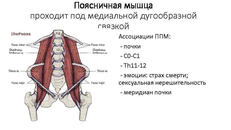 Поясничная мышца проходит под медиальной дугообразной связкой Ассоциации ППМ: - почки - С 0