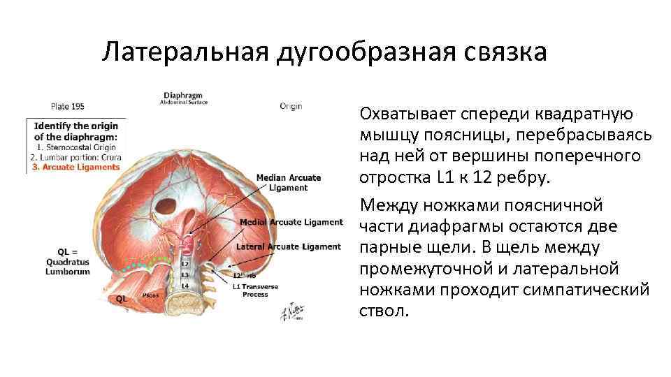 Реберная дуга фото