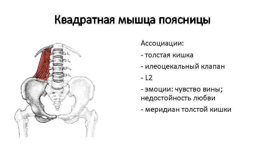 Квадратная мышца поясницы анатомия фото