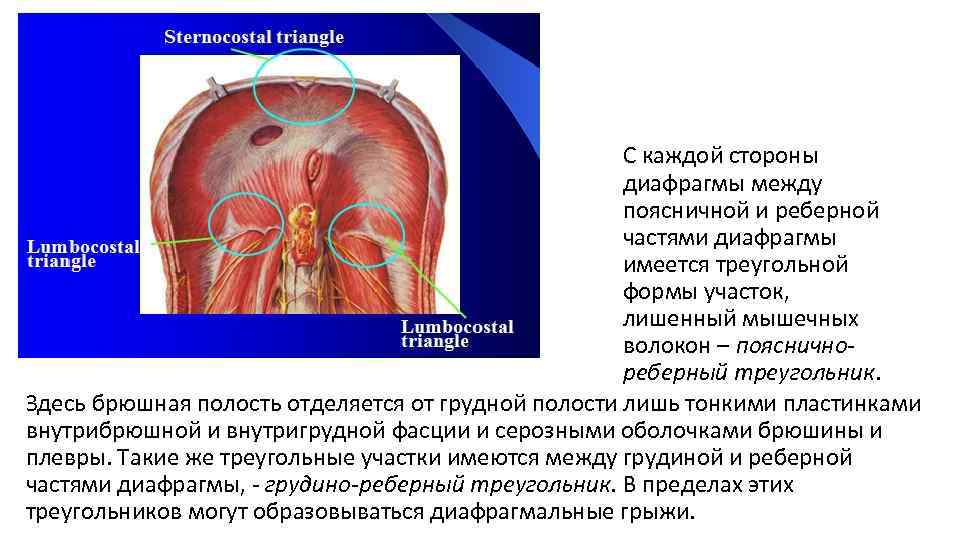 Острые процессы в брюшной полости у новорожденных презентация