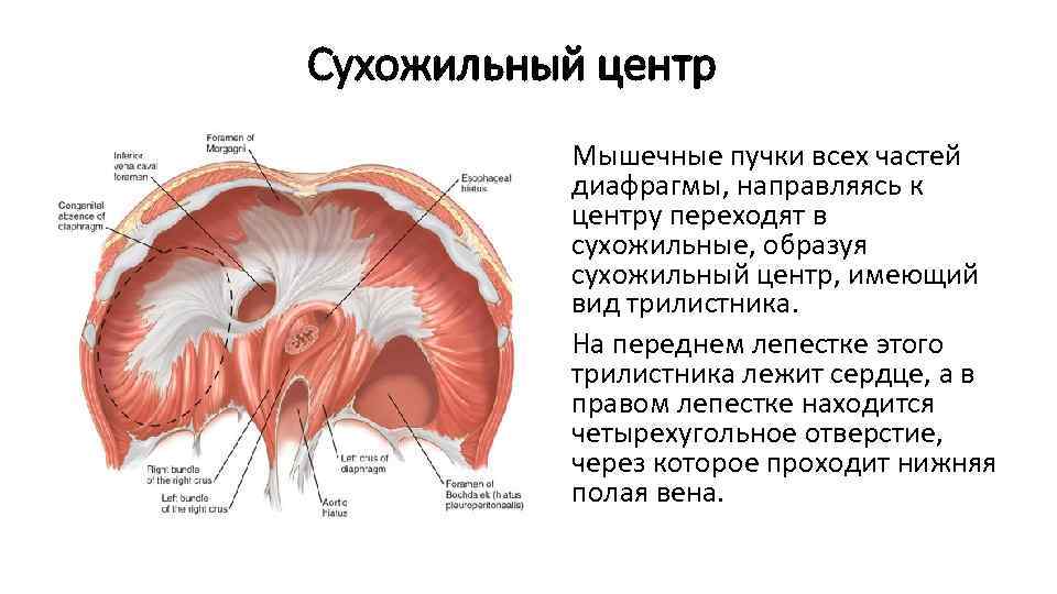 Грудобрюшная диафрагма фото