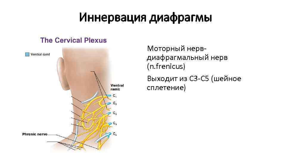 Иннервация диафрагмы Моторный нервдиафрагмальный нерв (n. frenicus) Выходит из С 3 -С 5 (шейное
