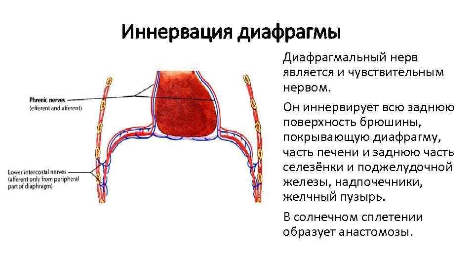 Грудобрюшная диафрагма фото