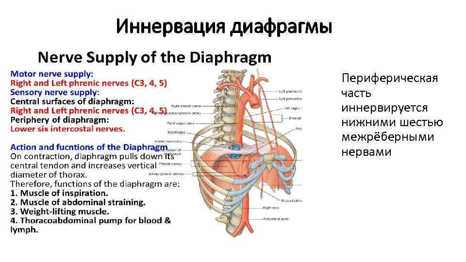 Грудобрюшная диафрагма фото