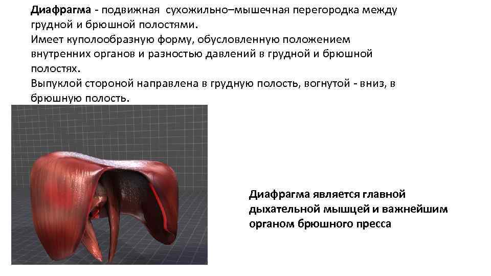 Диафрагма - подвижная сухожильно–мышечная перегородка между грудной и брюшной полостями. Имеет куполообразную форму, обусловленную