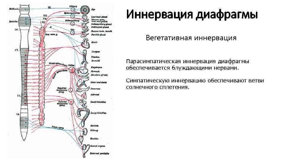 Иннервация диафрагмы Вегетативная иннервация Парасимпатическая иннервация диафрагмы обеспечивается блуждающими нервами. Симпатическую иннервацию обеспечивают ветви