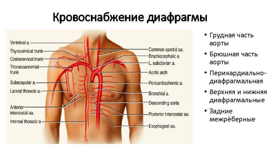 Картинки грудная аорта